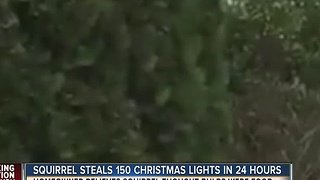 Squirrel steals 150 Christmas lights in 24 hours