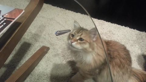 Funny Cat Tries To Reach A Nail Clipper On A Glass Table