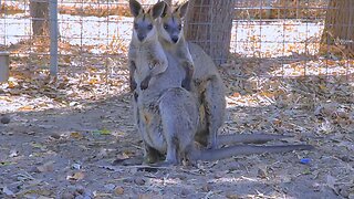 Cute Wallabies Love Time Wildlife Cute Australian Animals Video Australia