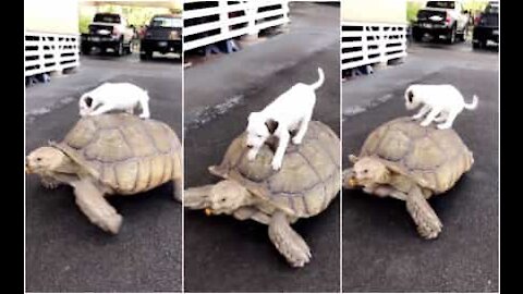 Un cucciolo di cane prende un passaggio da un'enorme tartaruga