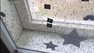 Des milliers d'insectes recouvrent cette fenêtre