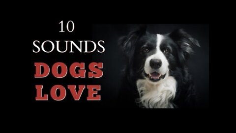 10 Sounds Dogs Love To Hear The Most