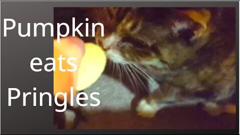Pumpkin Pigs Out on Pringles & Crackers I Cat Videos I Chrono Trigger Soundtrack OST