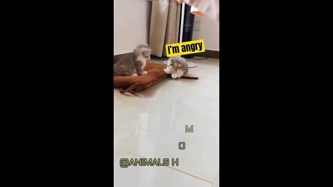 This cat is very angry.What a moment, please see all video