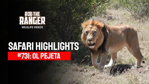 Safari Highlights #731: 10 October 2022 | Ol Pejeta/Zebra Plains | Latest Wildlife Sightings