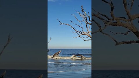 Late Afternoon on Driftwood Beach 01 #shorts