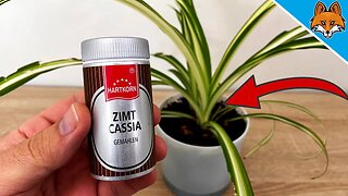 Spread CINNAMON in your PLANTS and WATCH WHAT HAPPENS 💥 (surprising) 🤯