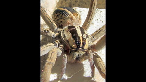 Wolf Spiders Mating