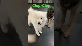 [Shorts 0136] CLOP-CLOP [#dogs #doggos #doggies #puppies #dogdaycare]