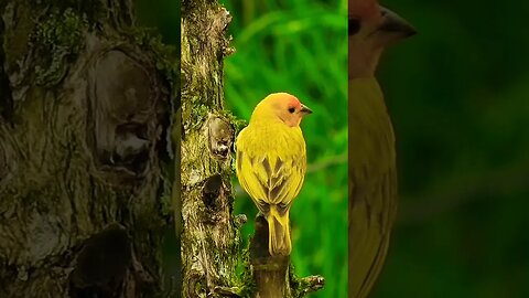 Chidya ki Awaz | Beautiful #Birds and Sound #cutebirds #colorfulbirds #wildlife #adventure #shorts