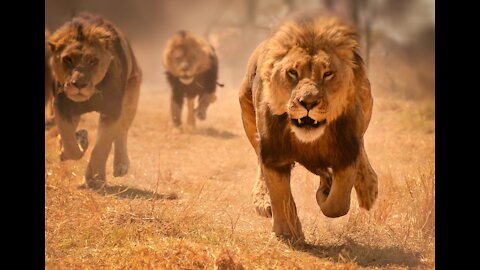 Why the Lion Hunt... The Psychology of Success! | Dr. Rick Wallace