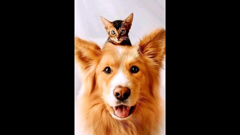 Cat and dog best video