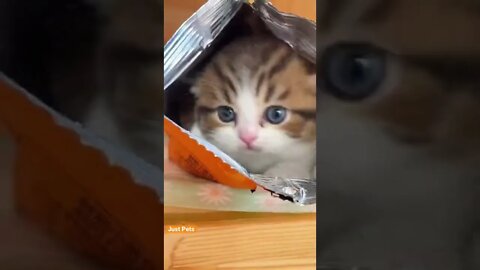 Super adorable #cat #cute #funnyanimals #funnyvideos #tiktok #viral