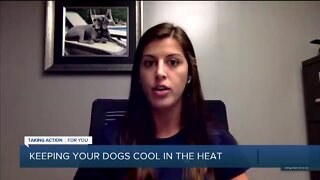 Keeping Your Dogs Cool with Hounds Town USA