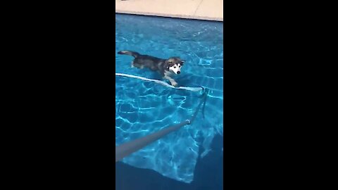 Husky Goes For Relaxing Swim In Backyard Pool