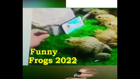 funny frogs | Cute frog | frogs | qureshi digital tv