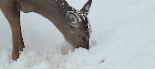 Digging In the Snow