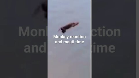 Monkey🐒 masti time #funnyshorts #monkey#masti