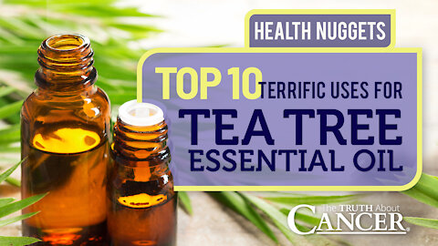 The Truth About Cancer: Health Nugget 18 - Top 10 Terrific Uses For Tea Tree Essential Oil