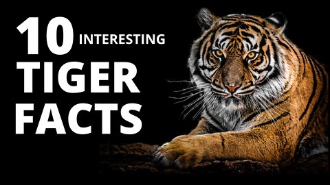 10 Amazing Facts about Tigers