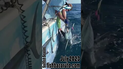 BIG Sailfish Season 2023 by fishbazaruto.com