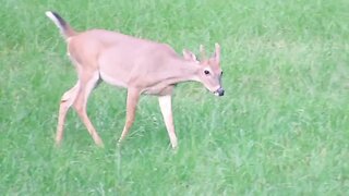 Deer in North Georgia