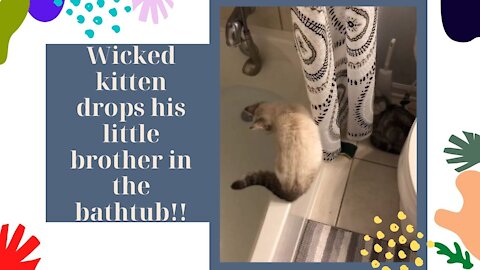 Wicked kitten drops his little brother in the bathtub!