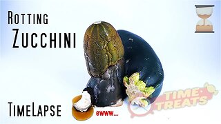 Rotting Zucchini - Vegetable Decomposition Time Lapse