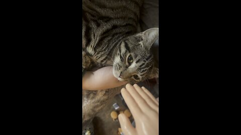Wednesday whiskers with SPH featuring Hazel Nut Fig and Norman. #funny #funnyvideos #tinyhands