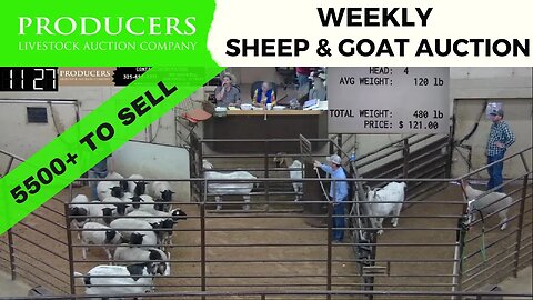3/14/2023 - Producers Livestock Auction Company Sheep & Goat Auction