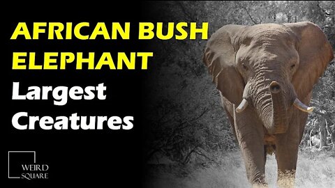 The African Bush Elephant is the largest of all living creatures on land today