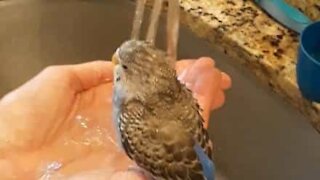 Cette perruche se douche dans l'évier