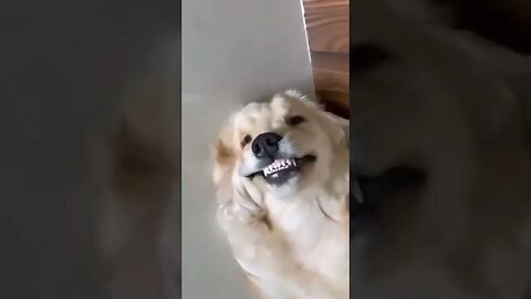Cute And Funny Dog Moment laughing dog