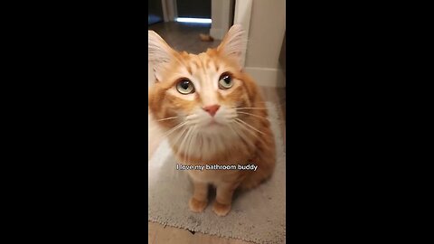 10/10 highly recommend a bathroom buddy #animals #cat #catvideos #cute #cutecat #pets #cuteanimals