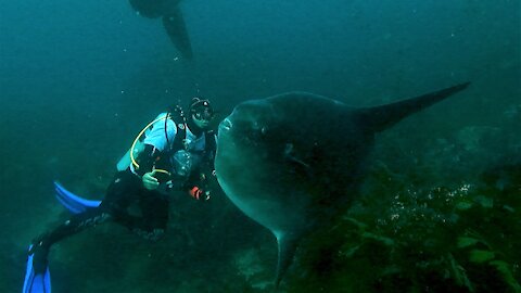 Giant mola mola are nature's most bizarre & mysterious animals