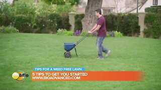 5 tips to get you started on a weed free lawn