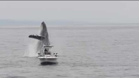 Une baleine à bosse évite de justesse une embarcation