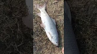 big fish #viral #fishingvideo #shorts