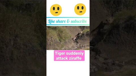 Tiger 🐆 suddenly attack on ziraffe ® #shorts #youtubeshorts