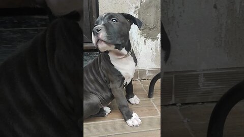 Black brother #puppy #puppylove #amstaff #shortvideo