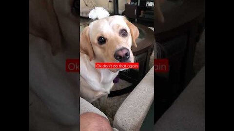 Dog realizes owner drops the leash, has adorable reaction virul