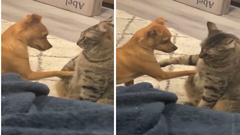 Dog and cat are very close friends