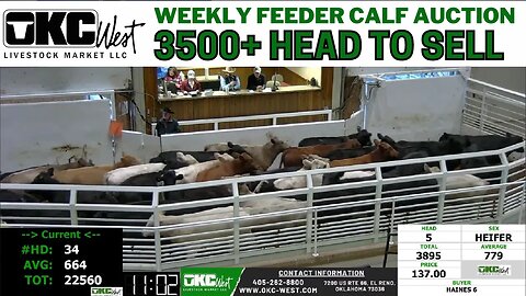 1/25/2022 - OKC West Feeder Calf Auction