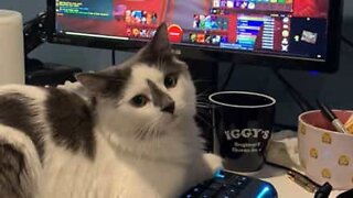 Owner interrupts cat playing computer game