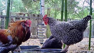 Barnyard chickens eating corn on the cob.