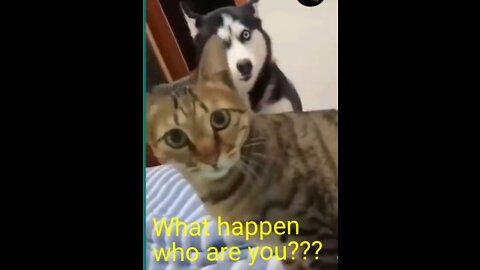 Cat see a stranger surprising