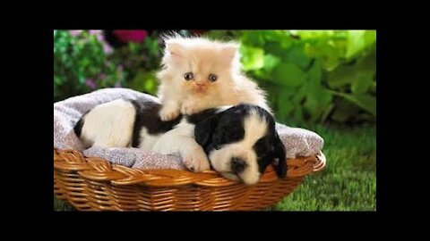 Animals SOO Cute! Cute funny animals Videos Compilation cutest moment of the animals