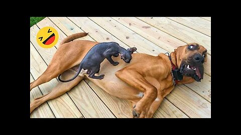 Episode #5 Best Funny Videos Compilation 2024 | Funny Animal Edition