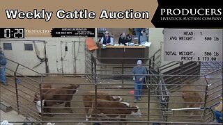 1/19/2022 - Producers Livestock Auction Company Cattle Auction