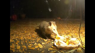 Raccoon vs Opossum